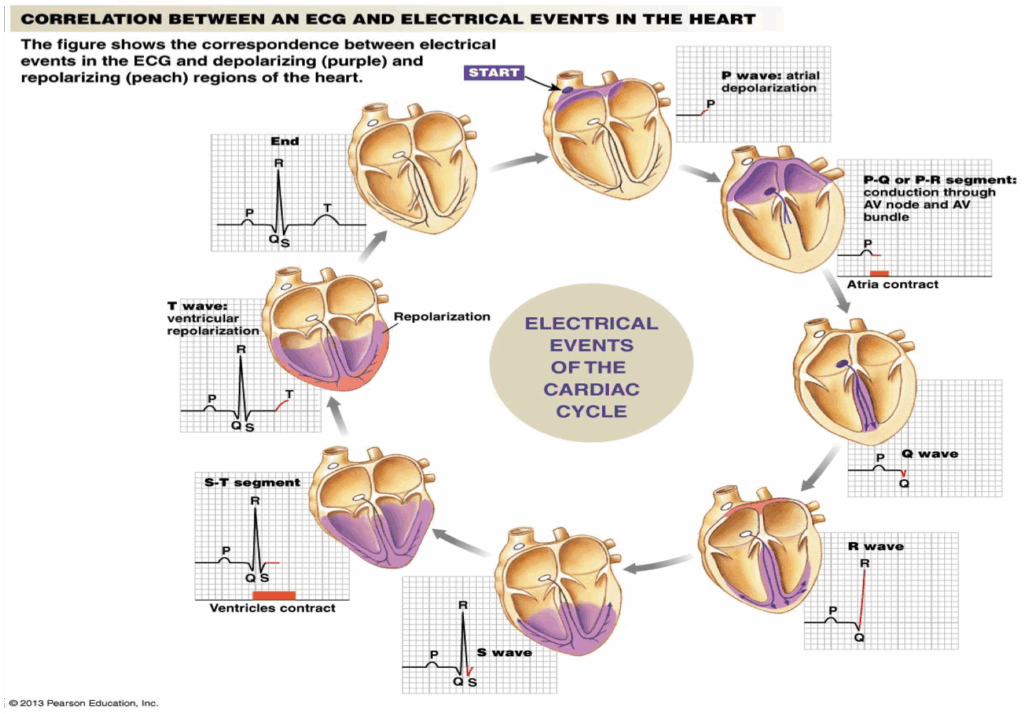 Concept Map Electrical Activity Of The Heart