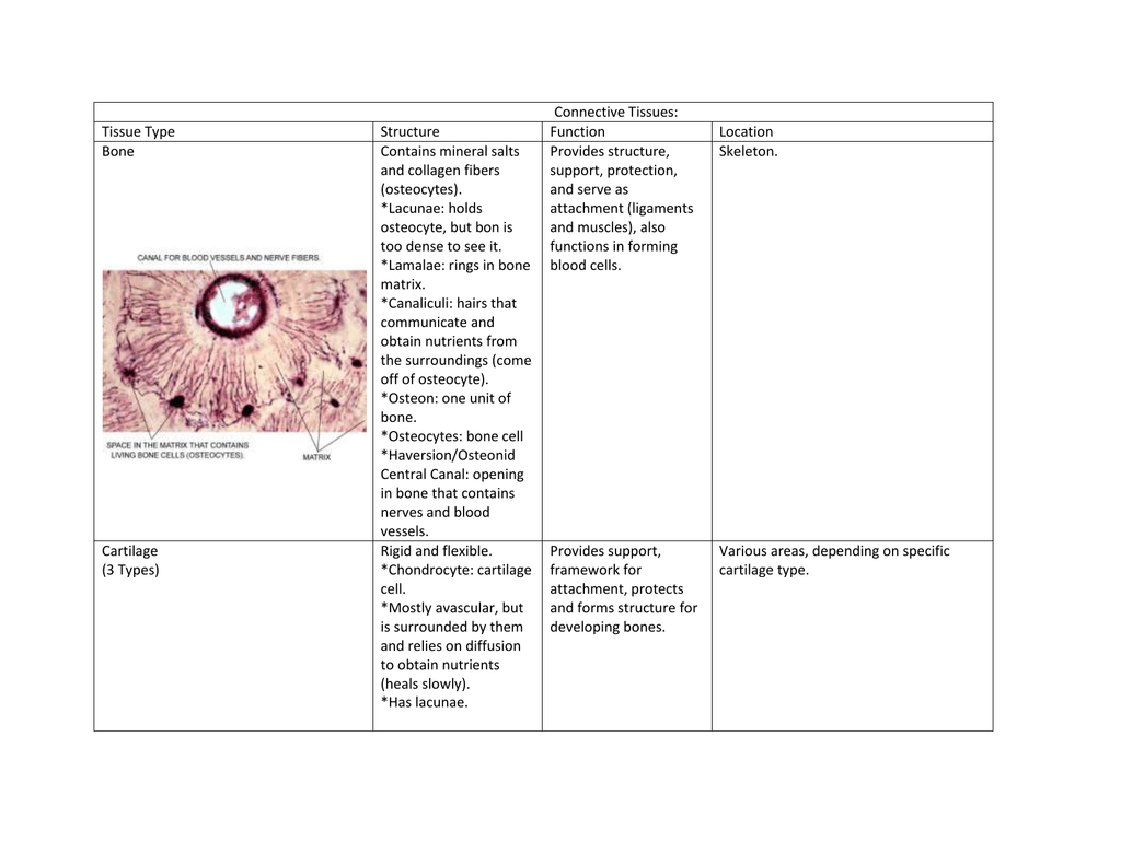 Connective Tissue Chart NBKomputer