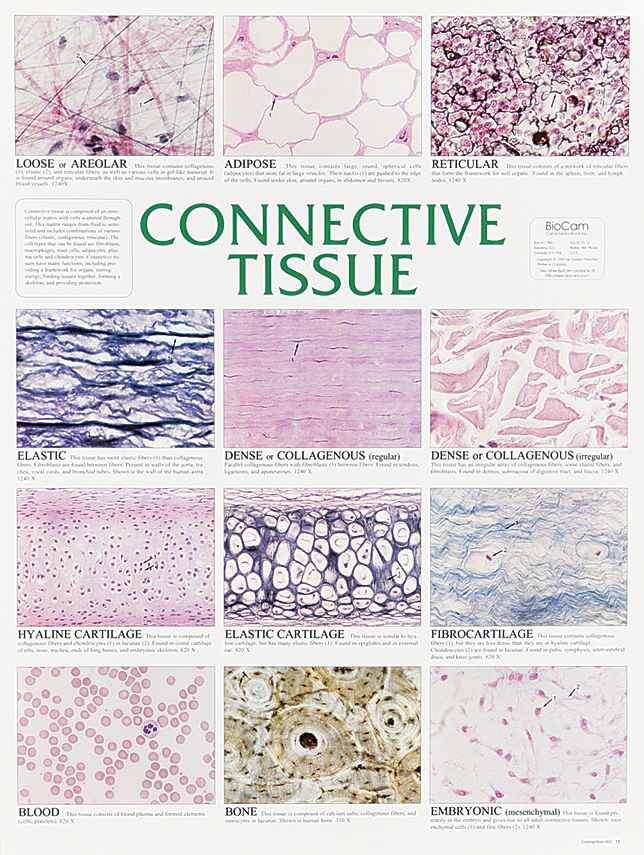 Connective Tissue Flow Chart My XXX Hot Girl