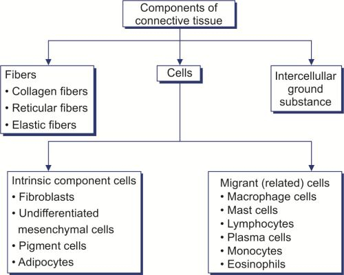 Connective Tissue Flow Chart