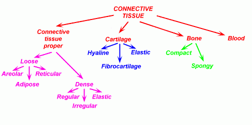 Connective Tissue Proper Flow Chart