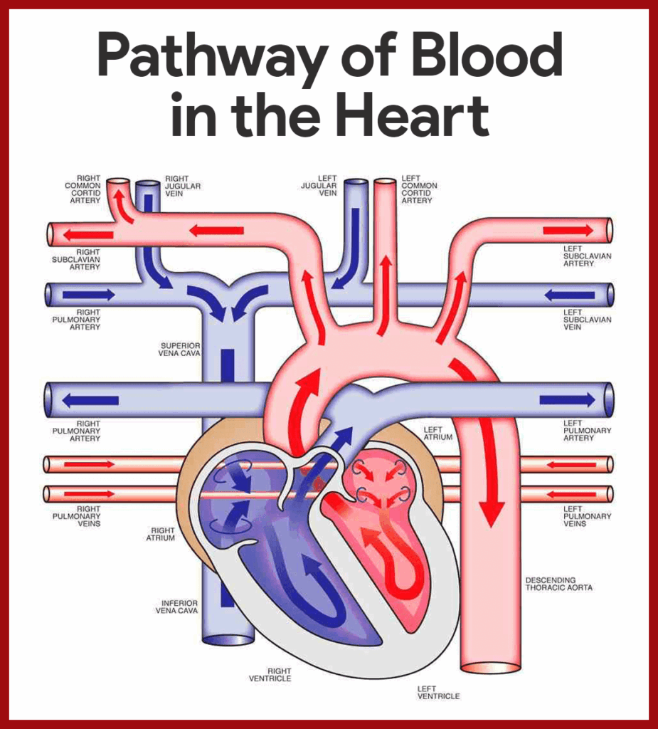 Coronary Circulation Flow Chart