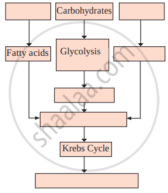 Correct The Following Flow Chart And Rewrite Carbohydrates Science 