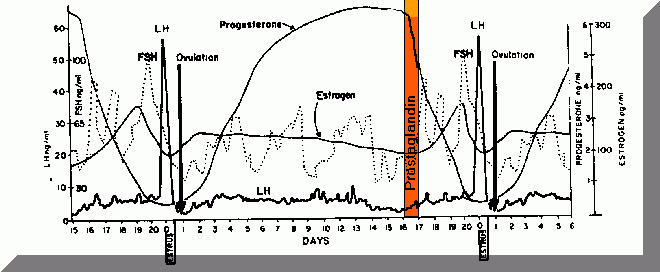 Cow Estrous Cycle Hormones All About Cow Photos