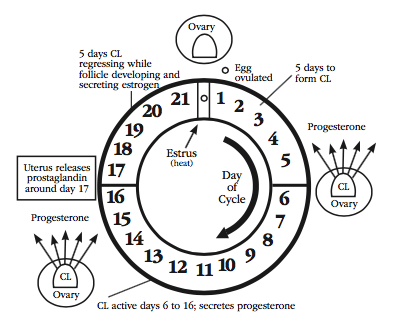 Cow Estrous Cycle Length All About Cow Photos