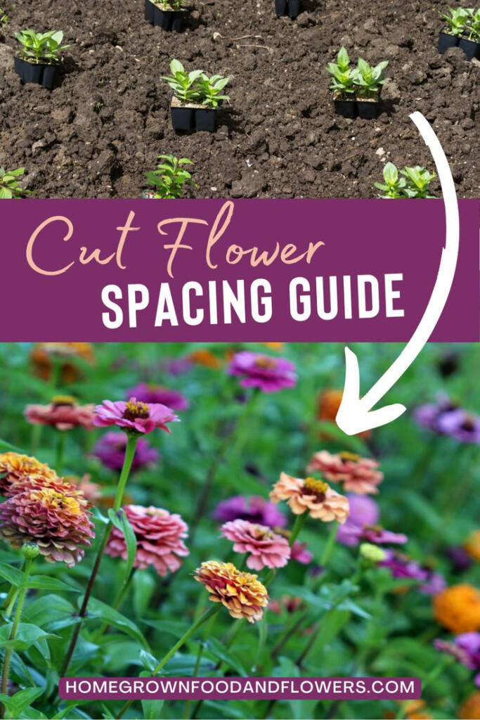 Cut Flower Spacing Guide For Bountiful Harvest With Chart 