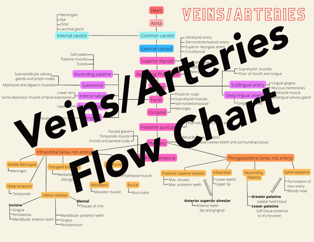 Dental Hygiene Study Flow Chart For Veins arteries DIGITAL DOWNLOAD 