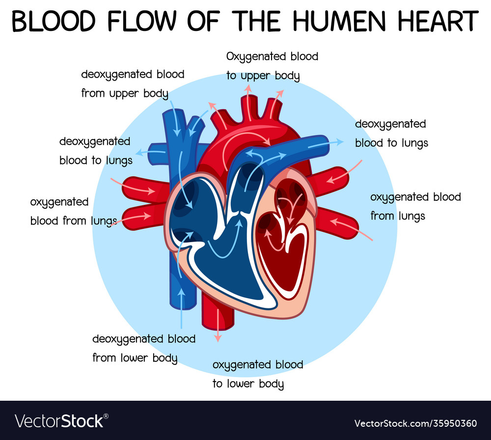 Diagram Blood Flow Human Heart Royalty Free Vector Image