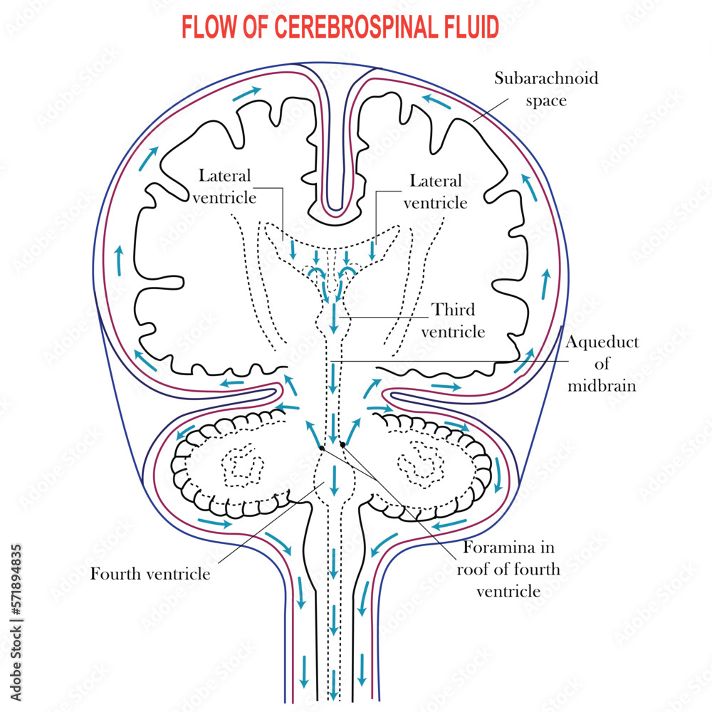 Diagram Illustrating Cerebrospinal Fluid CSF In The Brain Ventricles In 