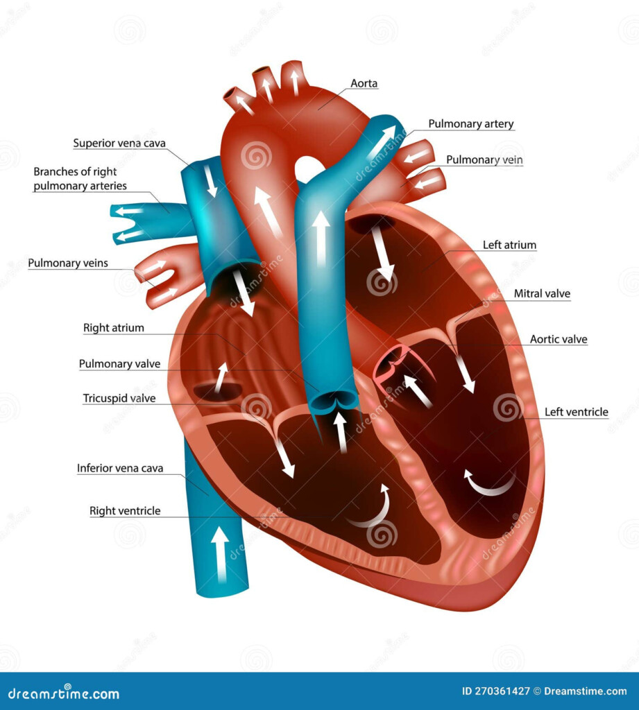 Diagram Of The Human Heart Blood Flow Through The Heart Pathways And 