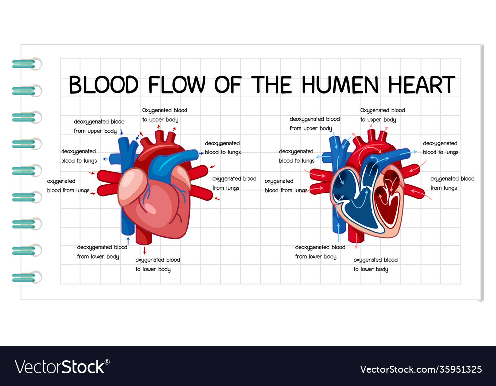 Diagram Pathway Of Blood Flow Chart Blood Flow Cardiovascula