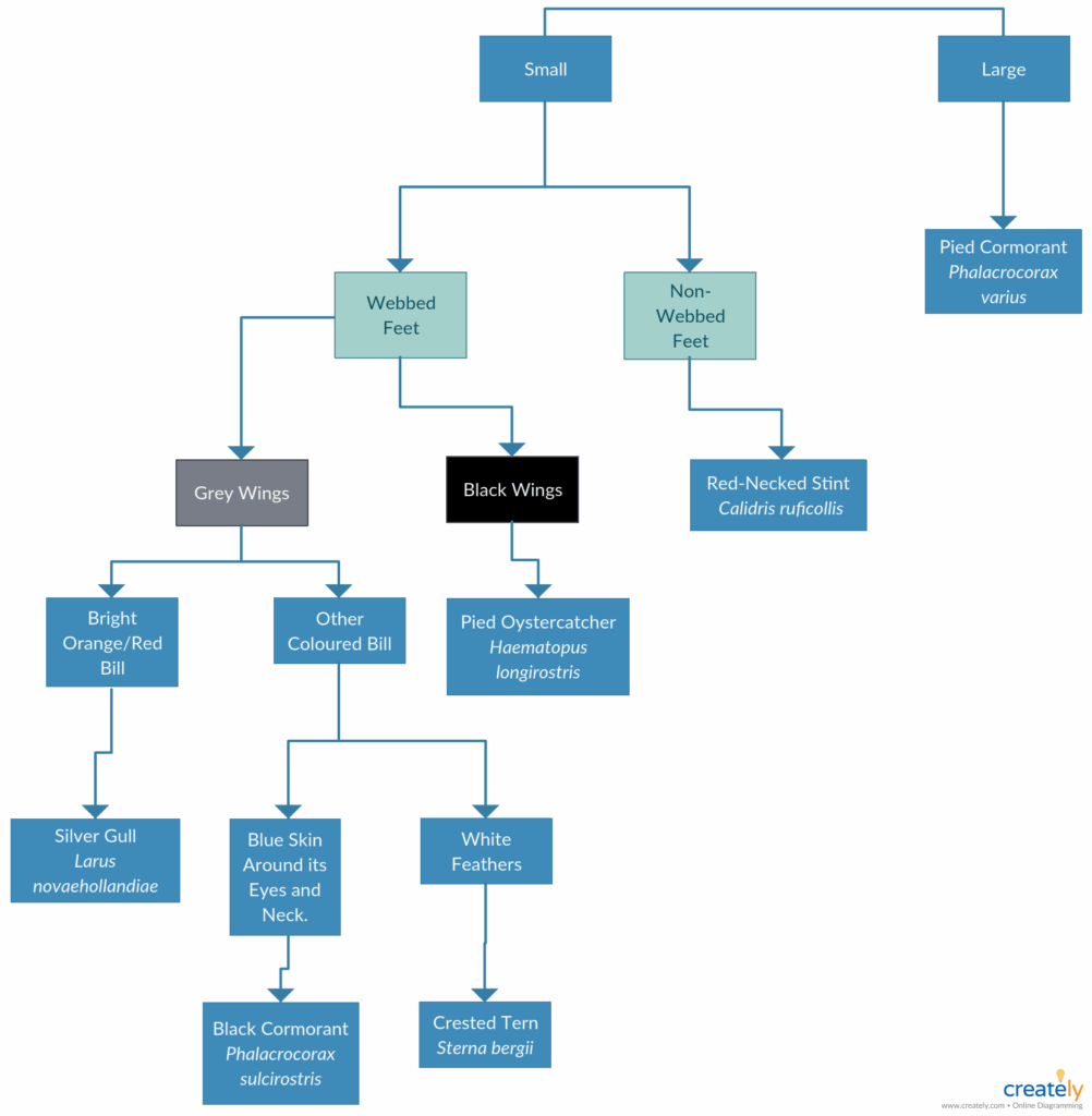 Dichotomous Flow Chart Template