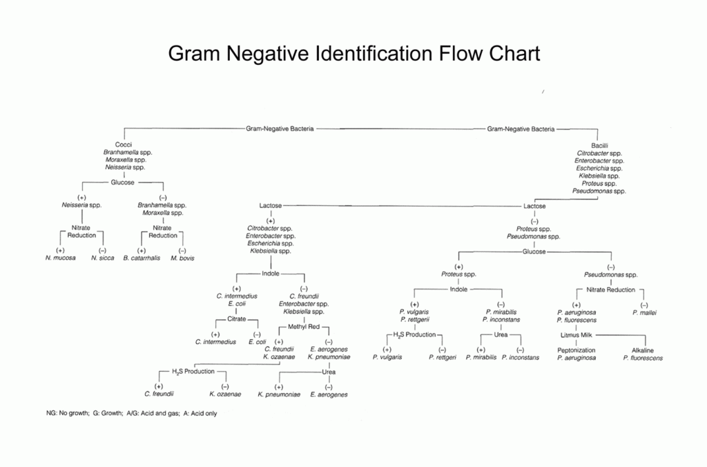Dichotomous Flow Chart Template