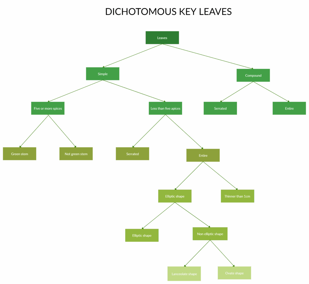 Dichotomous Flow Chart Template