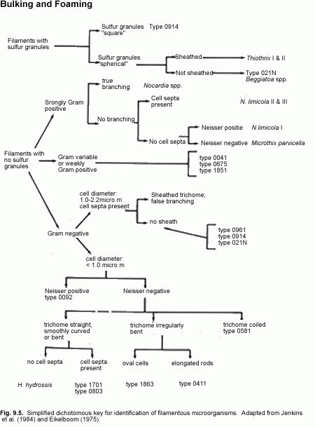 Dichotomous Key Gram Positive Dichotomous Key Flow Ch Vrogue co