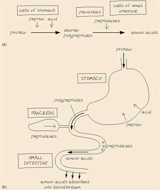 Digestion Flow Chart Ponasa