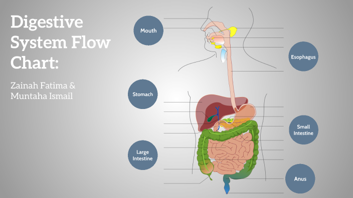 Digestive System Flow Chart By Zainah Fatima On Prezi