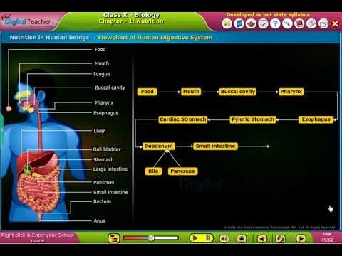 Digestive System Flow Chart Class 10