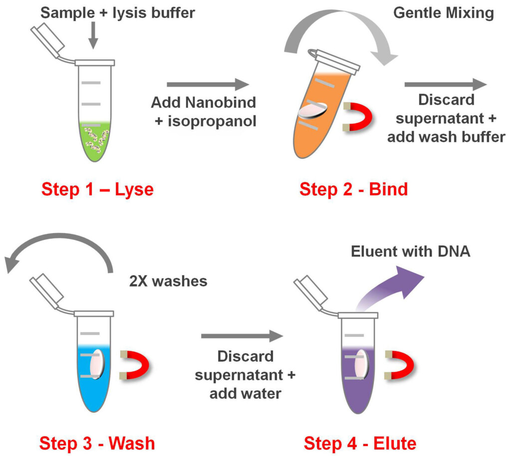 Dna Extraction Process