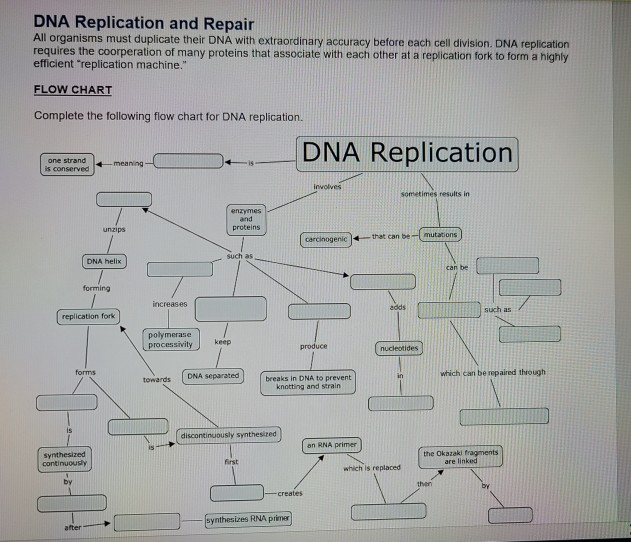 Dna Replication Flow Chart