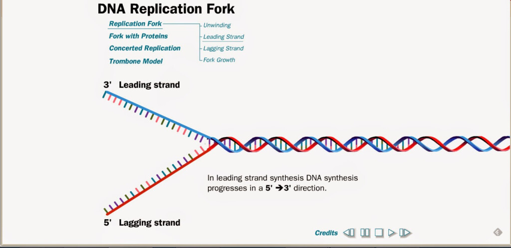 Dna Replication Flow Chart