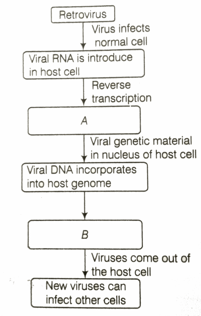 Dna Replication Flow Chart