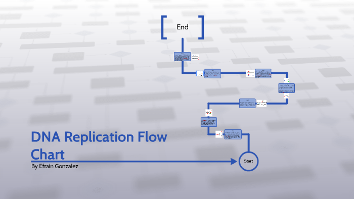 DNA Replication Flow Chart By Efrain Gonzalez On Prezi