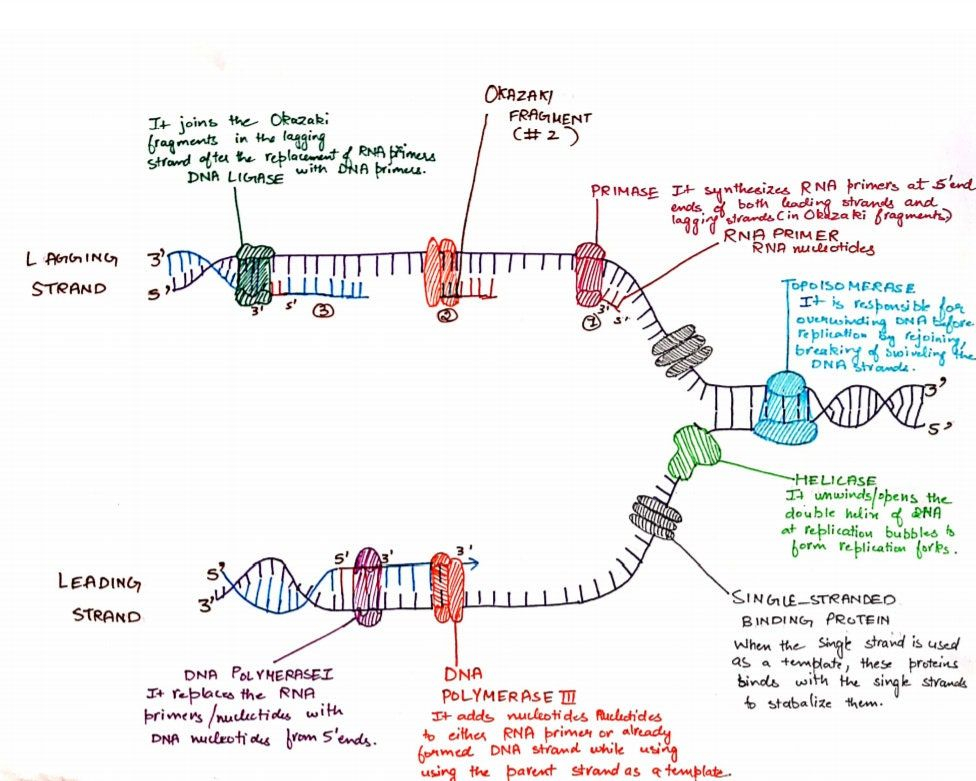 DNA Replication Hand Written Diagram Etsy UK Dna Replication Dna 