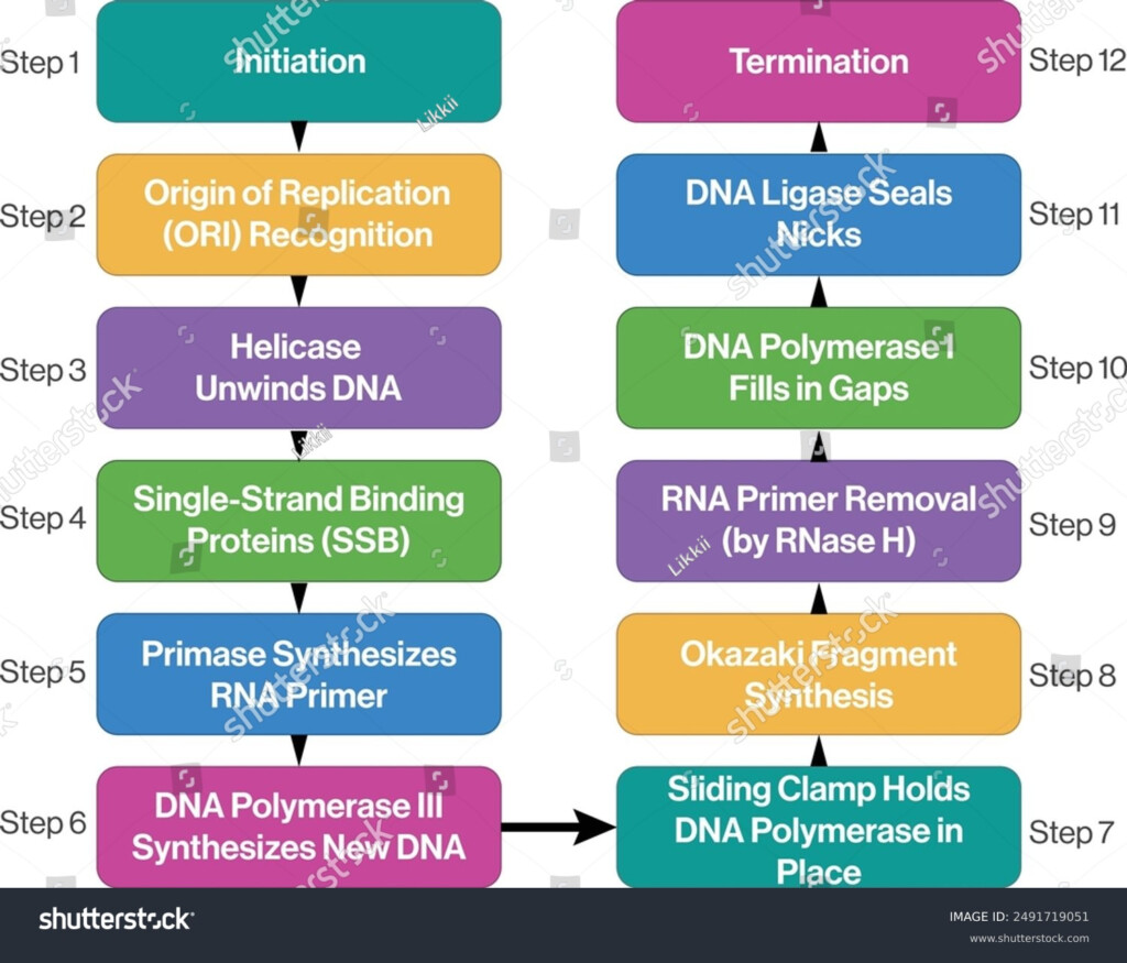 DNA Replication Process Flow Chart Illustration Royalty Free Stock 