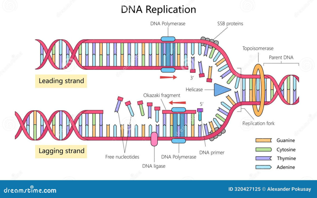 DNA Replication Process Vector Illustration CartoonDealer 318851774