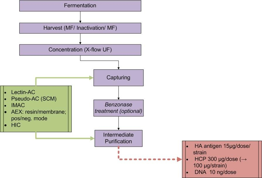 Downstream Processing Of Influenza Virus Max Planck Institute For 