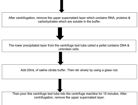 Draw A Flow Chart Of The Extraction And Precipitation Of DNA From Liver 
