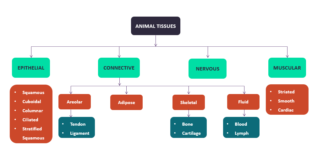 Draw A Flow Chart On Types Of Animal Tissue Tutorix