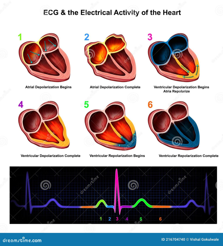 ECG The Electrical Activity Of The Heart Stock Illustration 