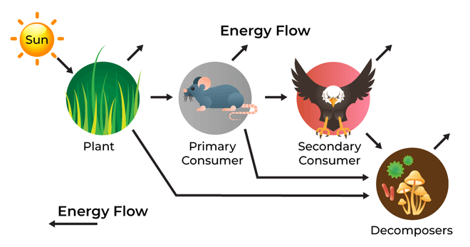 Ecology Ecosystem Energy Flow Model NBKomputer