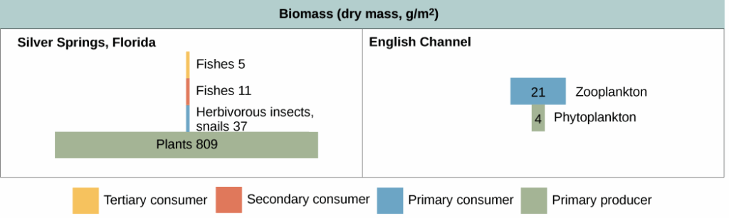 Ecosystem Energy Flow Chart Ponasa