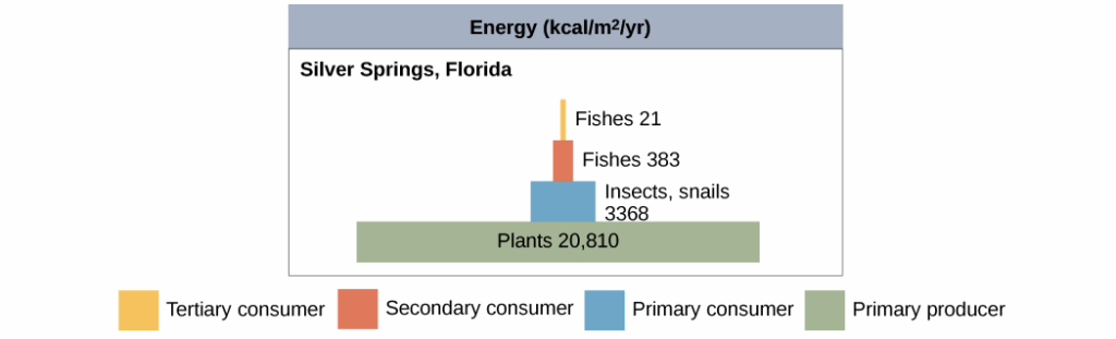 Ecosystem Energy Flow Chart Ponasa