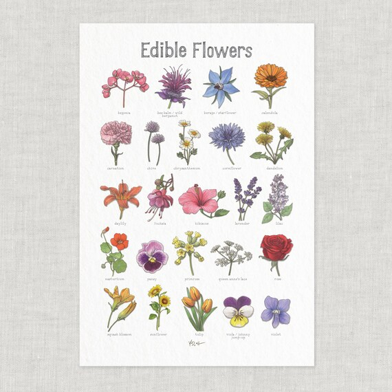 Edible Flower Chart Flower Chart Edible Flowers Edible Flower Garden 