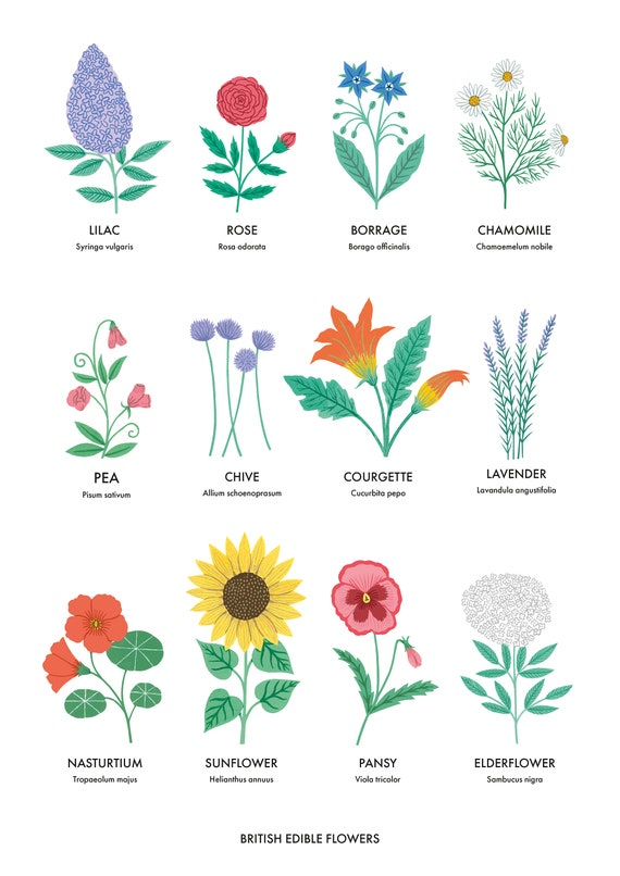 Edible Flower Chart Flower Chart Edible Flowers Edible Flower Garden 