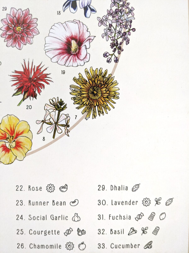 Edible Flower Chart Give Two Figs