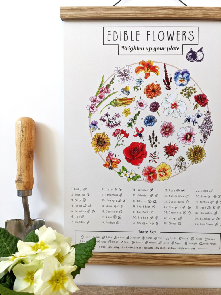 Edible Flower Chart Give Two Figs