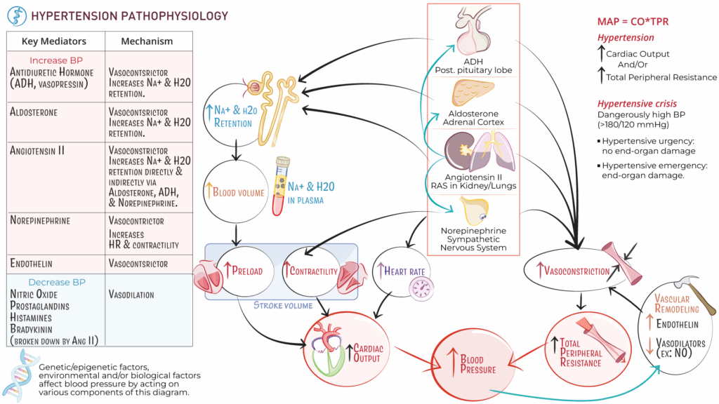 EDU Module D Hypertension Pathophysiology Ditki Medical 