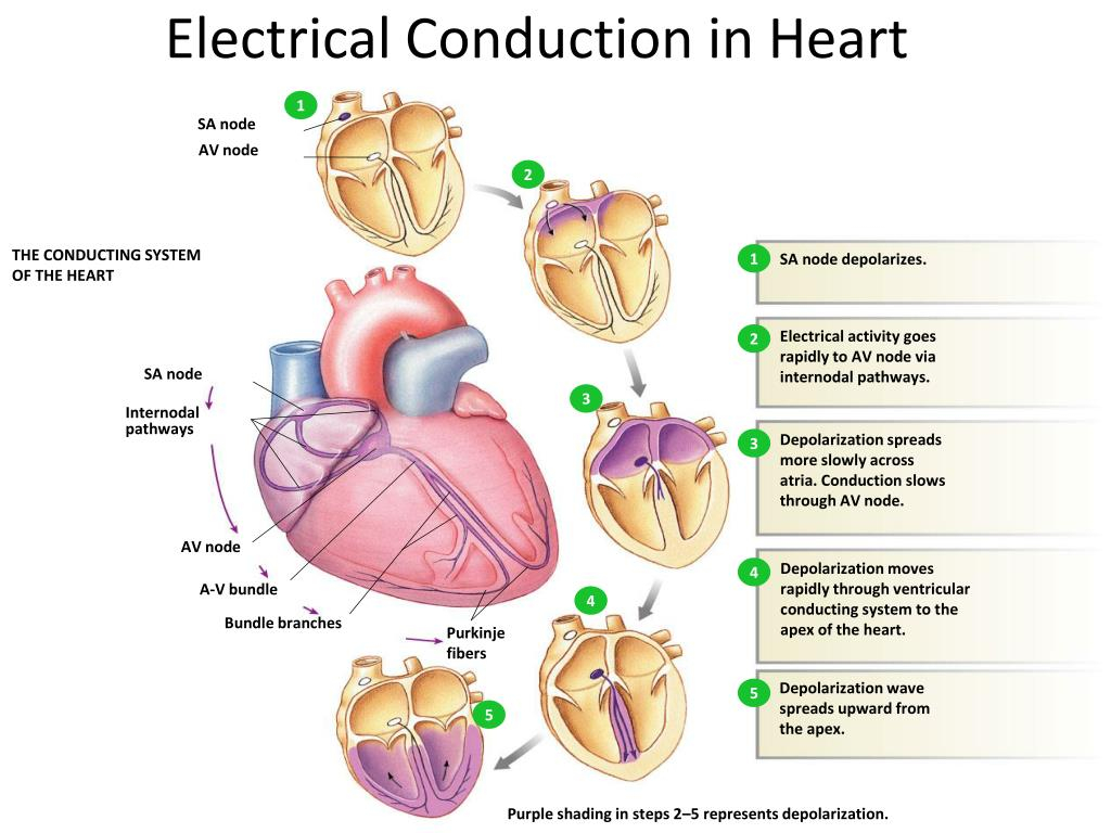 Electrical Conduction Of The Heart