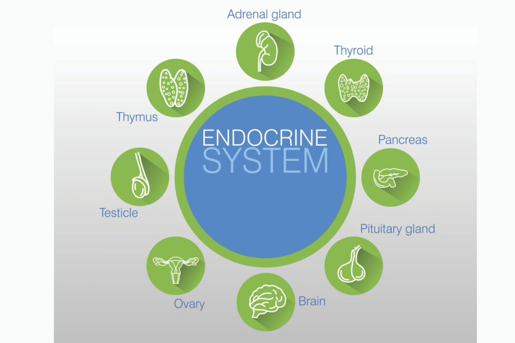 Endocrine Glands And Their Hormones Chart NBKomputer