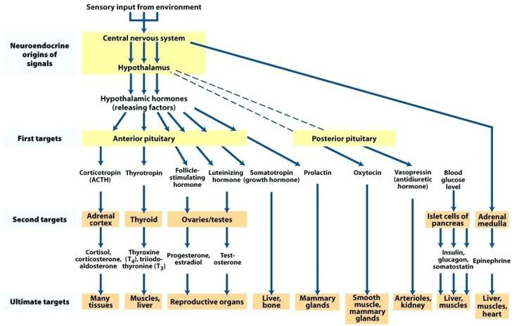 Endocrine Hormone Flow Chart