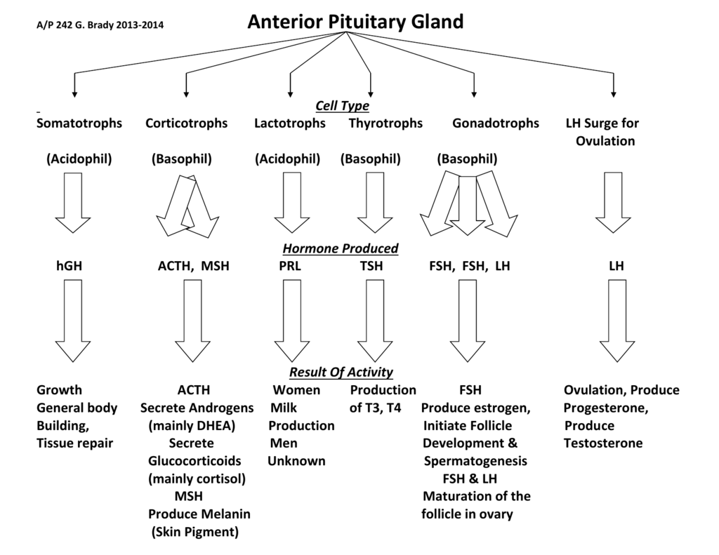 Endocrine Hormone Flow Chart