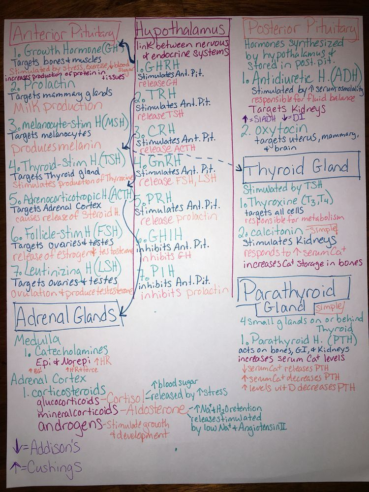 Endocrine System Hormone Flow Chart Ptucalgary