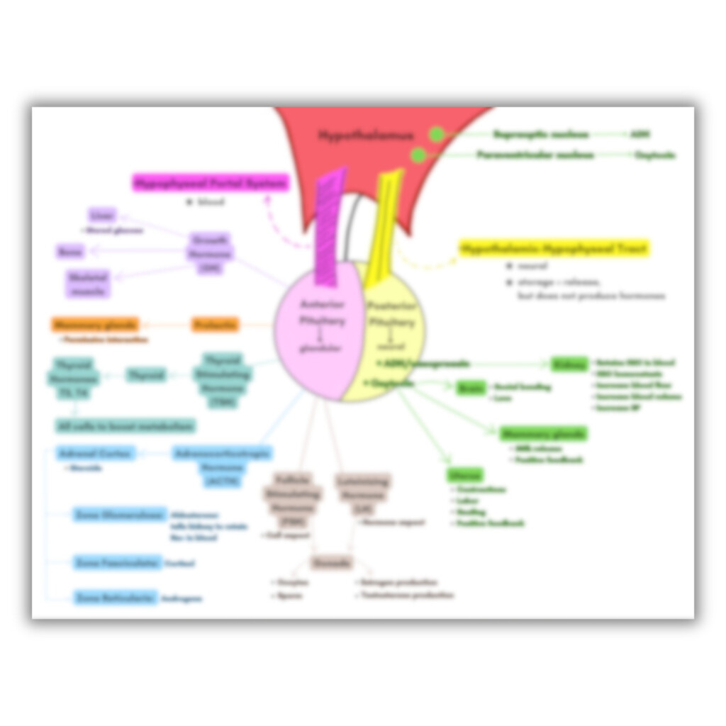 Endocrine System Hormone Flow Chart Vrogue co