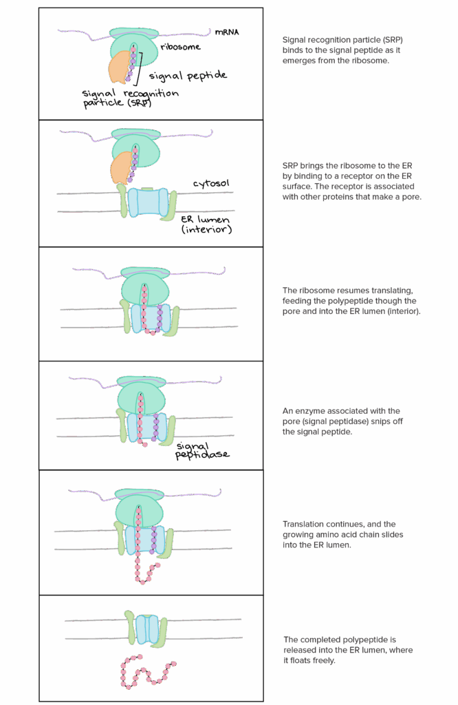 Endomembrane System Flow Chart