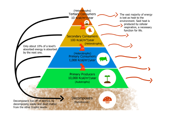 Energy Flow In Ecosystem Definition Laws Implication Infinity Learn